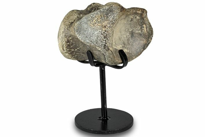 Fossil Mosasaur Vertebra w/ Metal Stand - Texas #316032